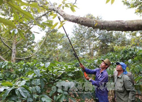 Sầu riêng chết hàng loạt gây thiệt hại cho nông dân